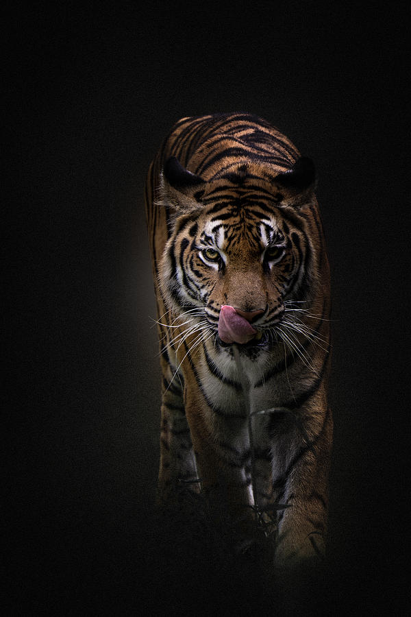 Tiger Photograph by Jealousy