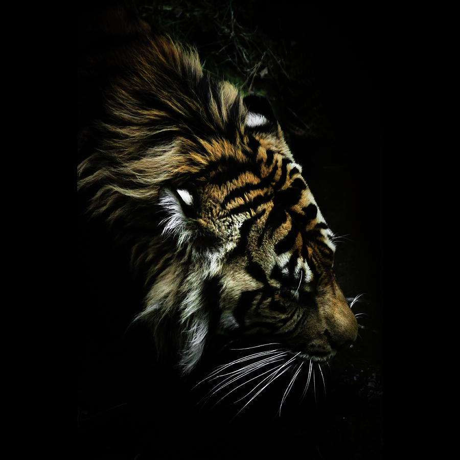 Tiger Photograph by Jon Wild