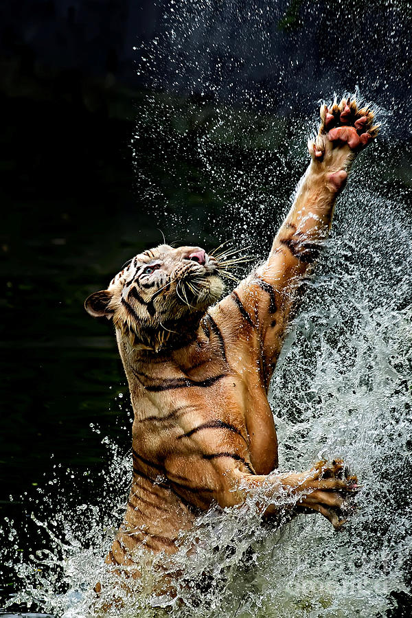 Tiger Jumping In River, Ragunan Photograph by Toni