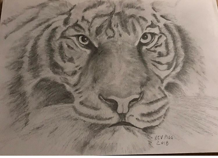 Tiger Drawing by Kevin Pigg - Fine Art America