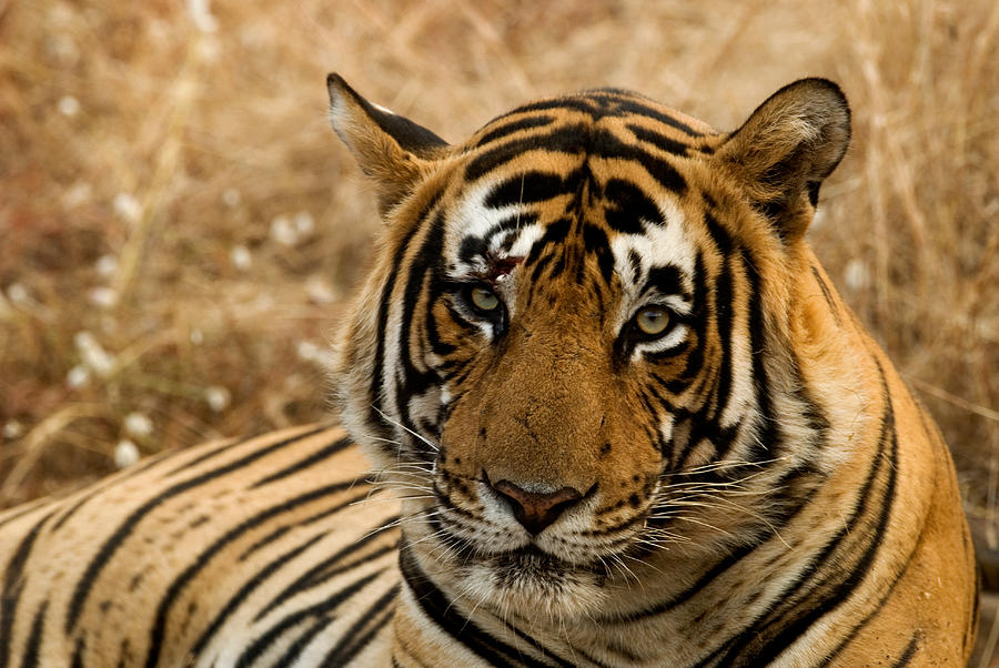 Tiger Photograph by Kiran Dikshit