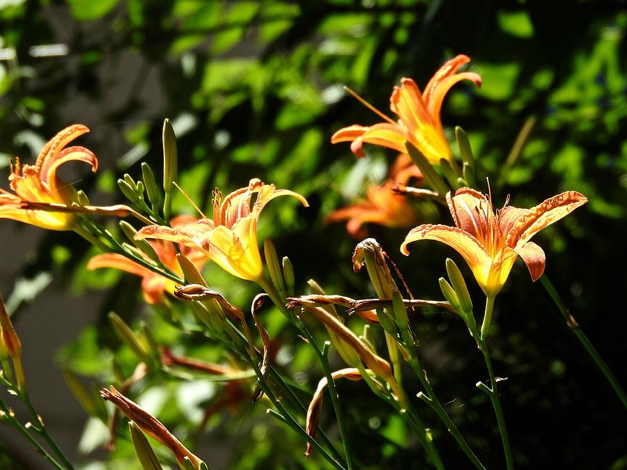 Tiger Lilies Photograph by Kathy Chism