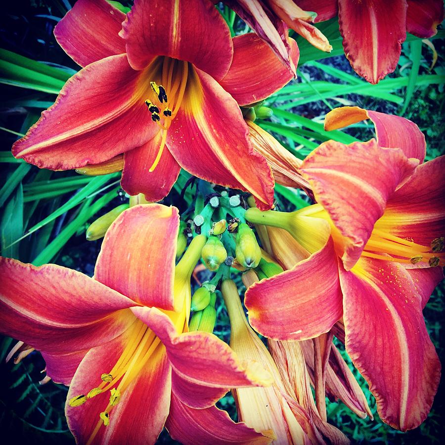 Tiger Lilies by The Art of Alice Terrill Tiger Lilies by The Art of Alice Terrill