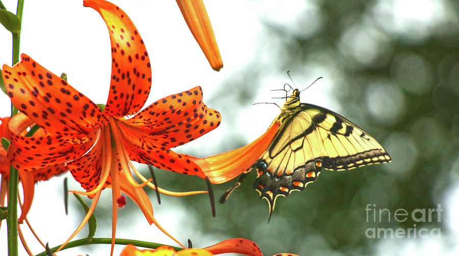 Tiger Lily And Butterfly Photograph by Sharon Mayhak