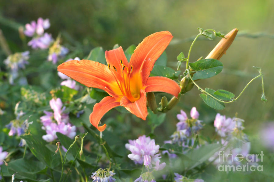 Tiger Lily And Purple Flowers Photograph by Sheila Lee