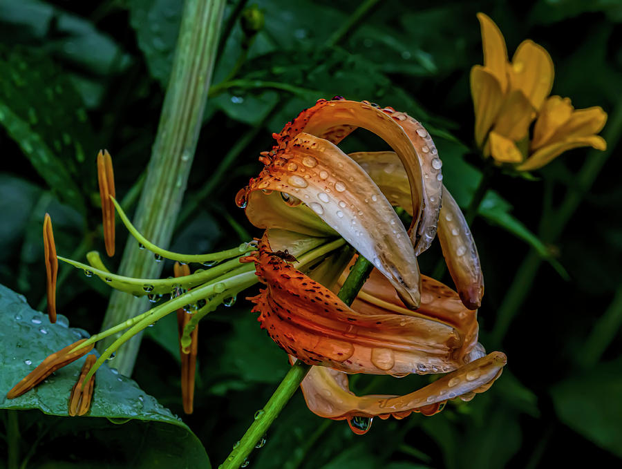 Tiger Lily and Raindrops Photograph by Robert Ullmann