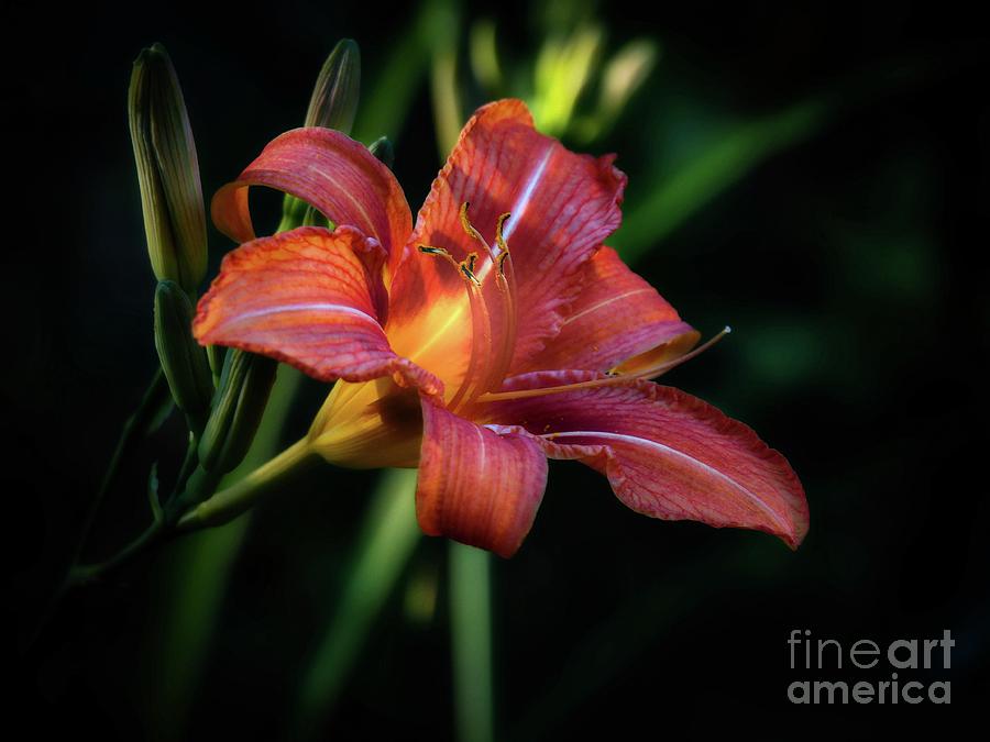 Lily Photograph - Tiger Lily in Bloom by Gina Matarazzo