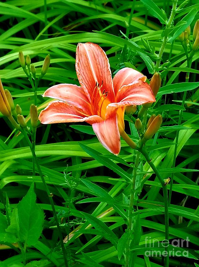 Tiger Lily by Michael Graham Tiger Lily by Michael Graham