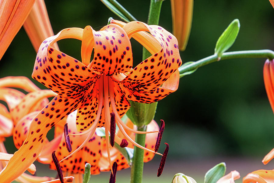 Tiger Lily by Randy Bayne Tiger Lily by Randy Bayne