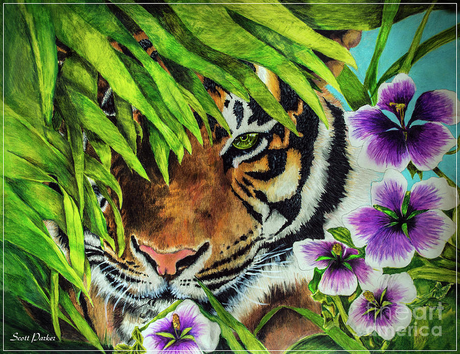 Tiger Lily Drawing by Scott Parker