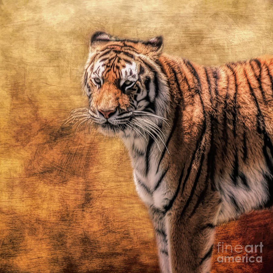 Tiger Photograph by Linda Blair