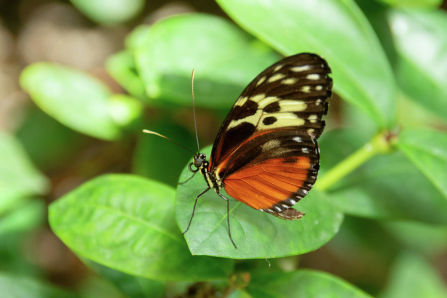 Tiger Longwing-4 by Jennifer Wick Tiger Longwing-4 by Jennifer Wick