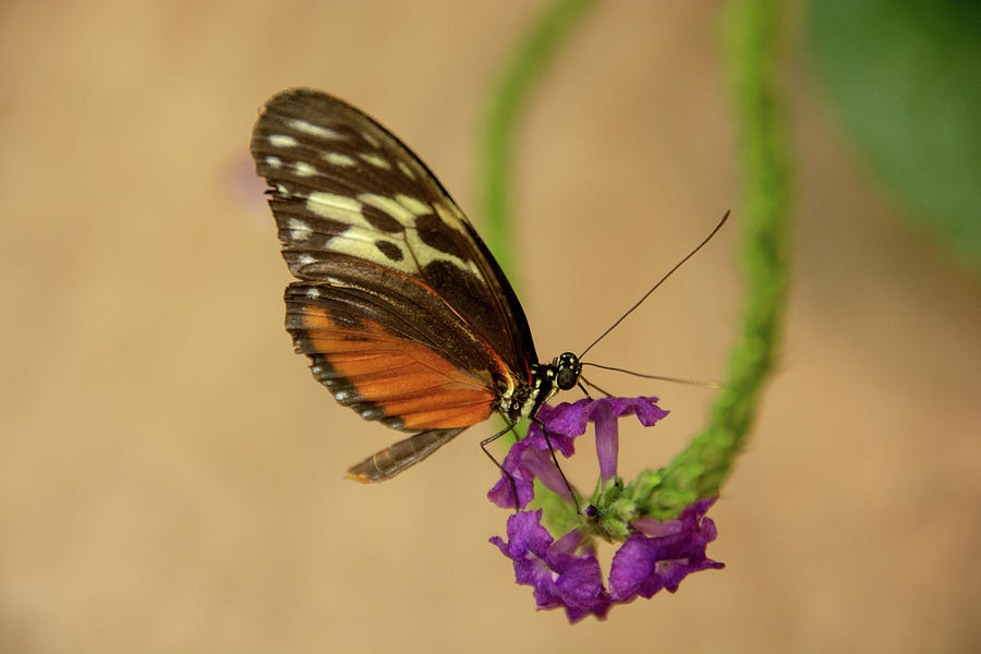 Tiger Longwing Butterfly-7 by Jennifer Wick Tiger Longwing Butterfly-7 by Jennifer Wick