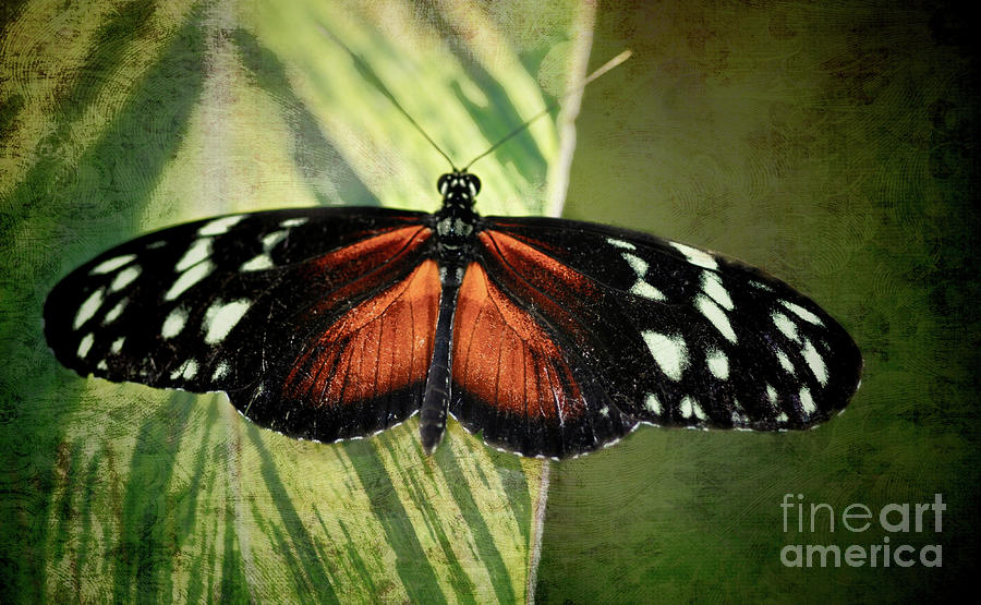 Tiger Longwing Butterfly Mixed Media by Elaine Manley
