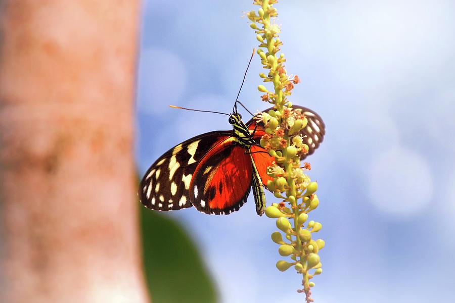 Tiger Longwing Butterfly Photograph by Jaroslav Buna