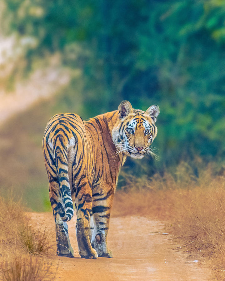Tiger Looking Back Photograph by Abhinav Sharma