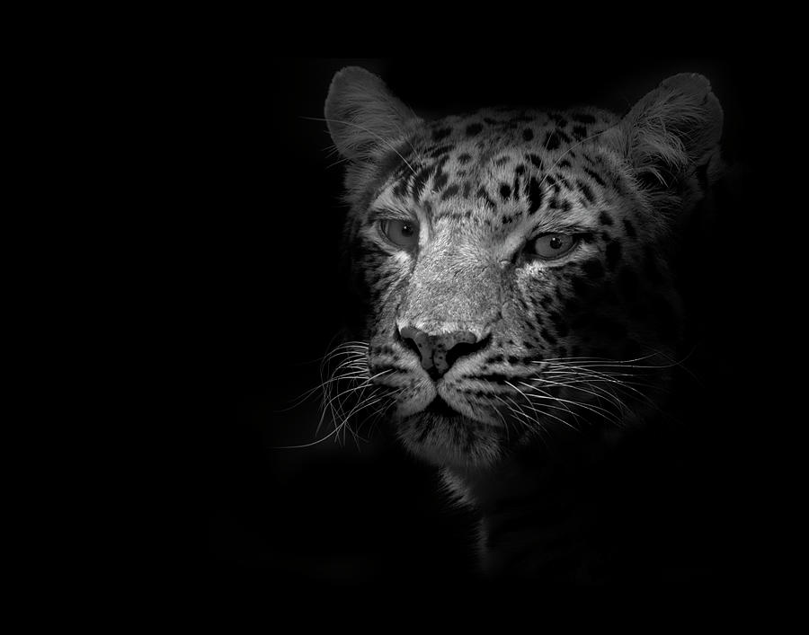 Animal Photograph - Tiger by Lori Hutchison
