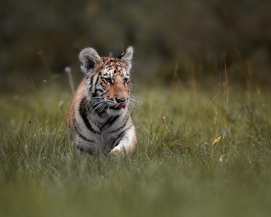 Tiger Photograph by Michaela Fireov
