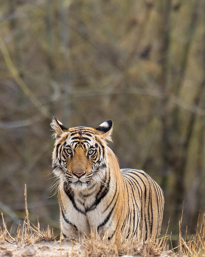 Tiger Moment Photograph by Piyush Thacker