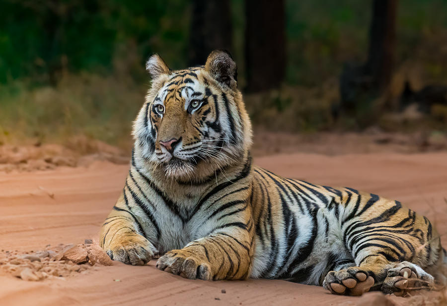 Tiger-moody Photograph by Abhinav Sharma