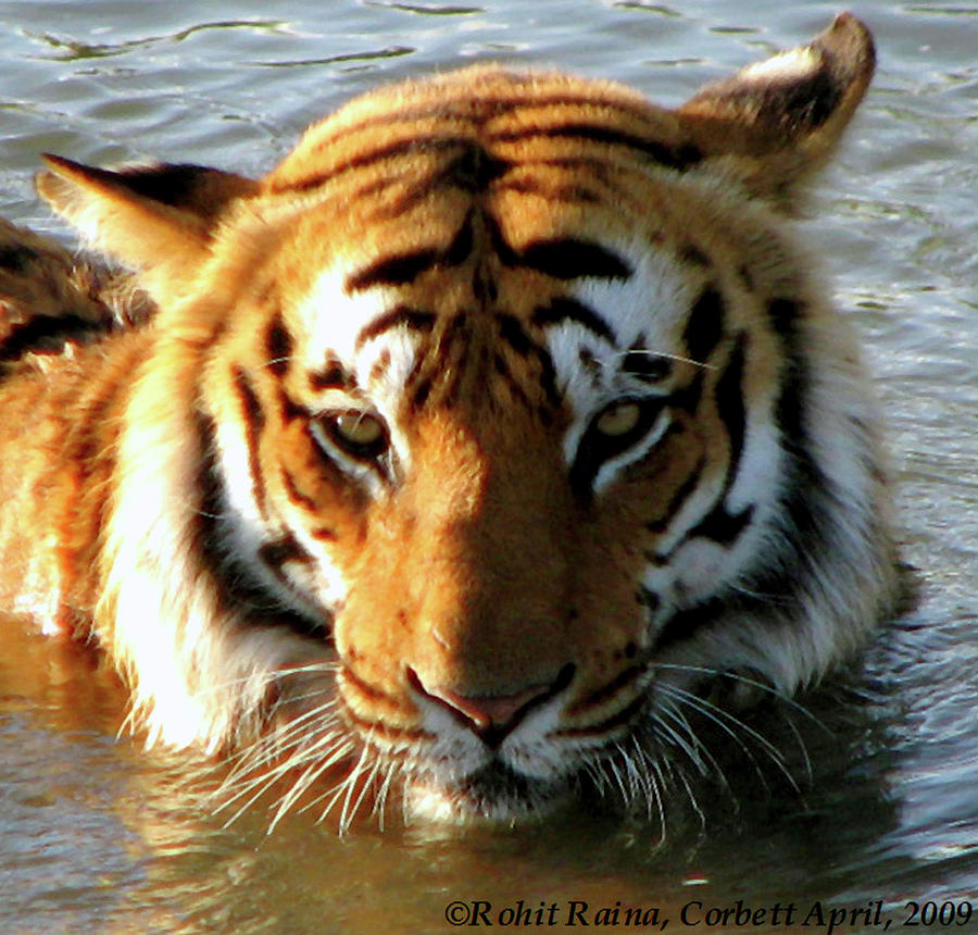 Tiger -mug Shot Photograph by Copy Right Rohit Raina