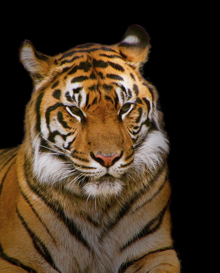 Tiger on Black Photograph by Darryl Brooks