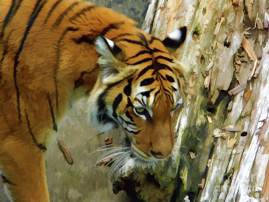 Tiger On The Move Photograph by D Hackett
