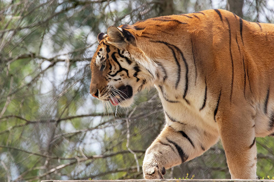 Tiger On The Move Photograph