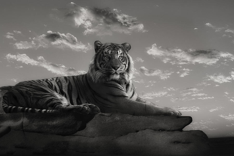Animal Photograph - Tiger On The Watch by Krystina Wisniowska