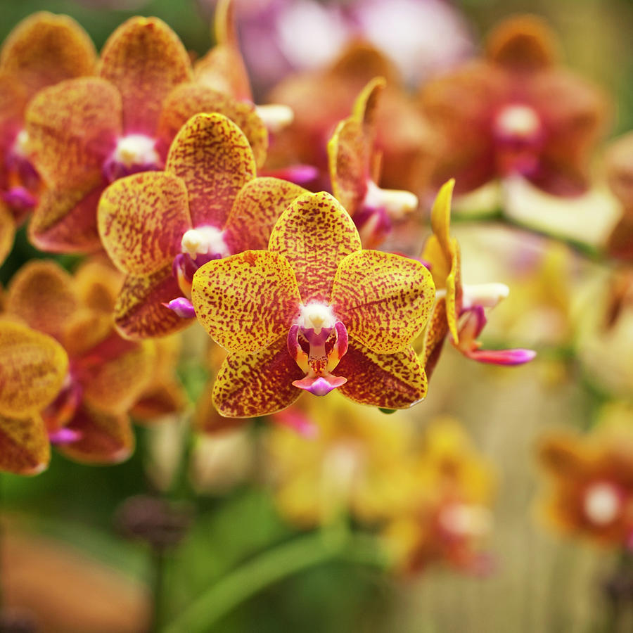 Tiger Orchid Formation Photograph by Rajesh Vijayarajan Photography Tiger Orchid Formation Photograph by Rajesh Vijayarajan Photography