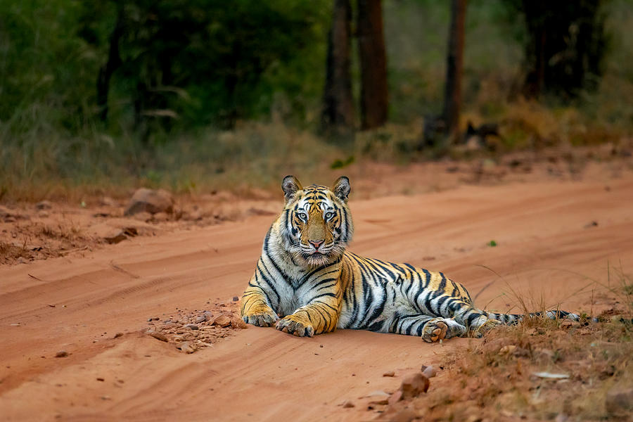 Tiger Owns The Jungle Photograph by Abhinav Sharma