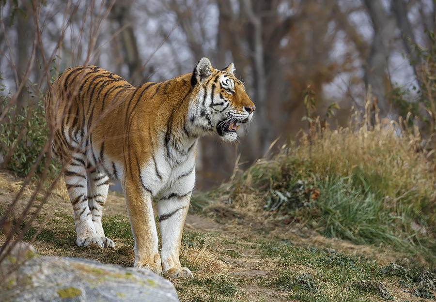 Tiger Photograph by Ozan Aktas