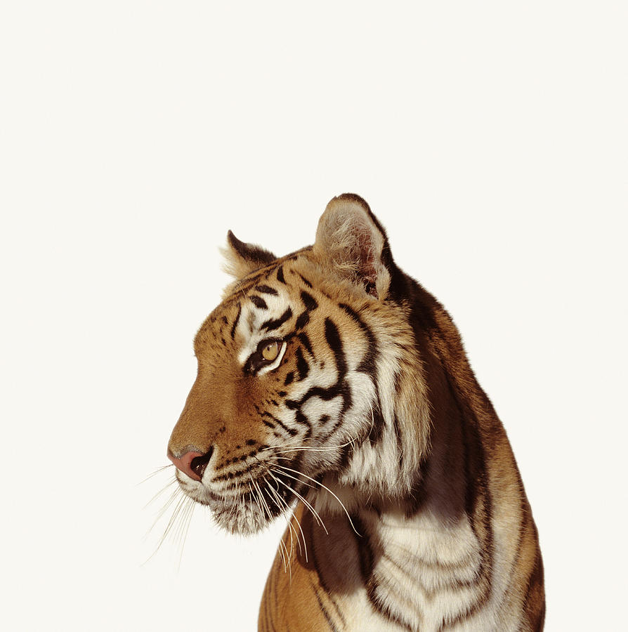 Tiger Panthera Tigirs Photograph by Ryan Mcvay