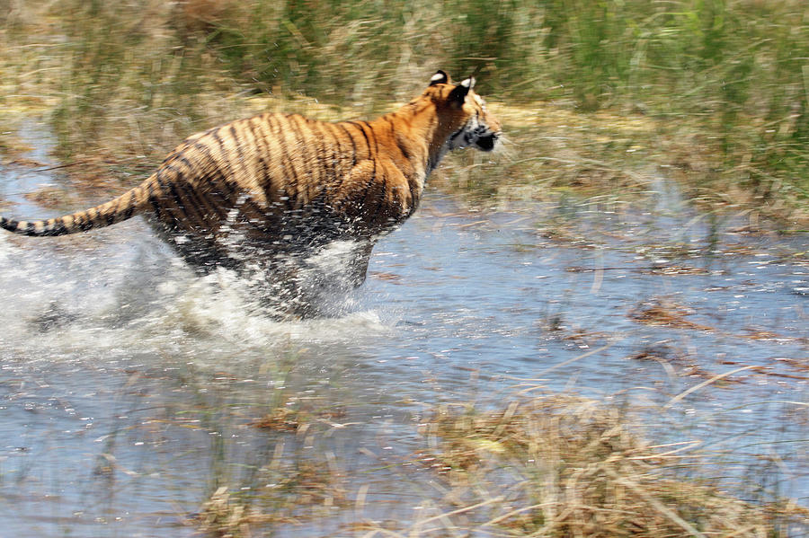 Tiger Panthera Tigris Running Through Photograph by Jv Images
