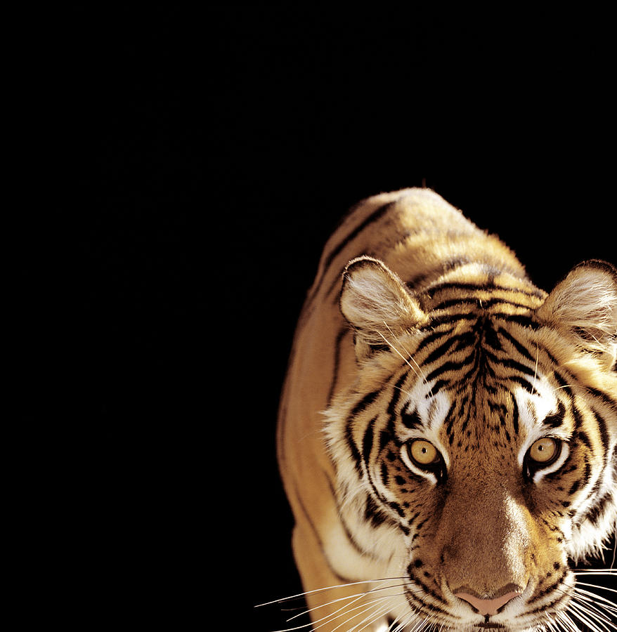 Tiger Panthera Tigris Photograph by Ryan Mcvay