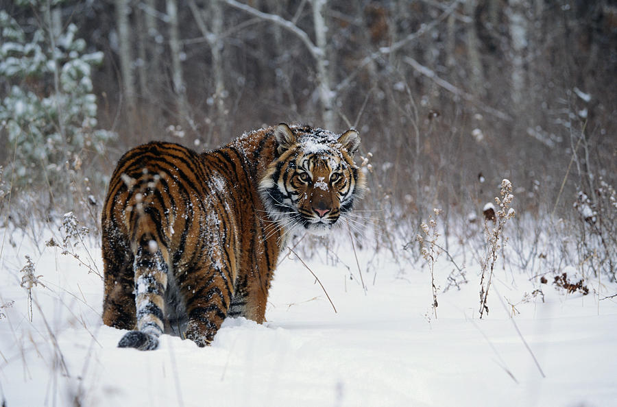Tiger Panthera Tigris Standing In Deep Photograph by Alan And Sandy Carey