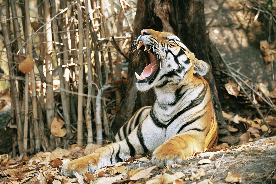 Tiger Panthera Tigris Tigris Yawning Photograph by James Warwick