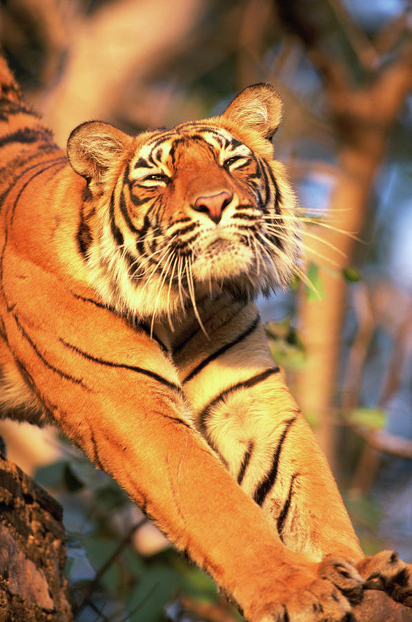 Tiger Panthera Tigris Tigrisstretching Photograph by Art Wolfe