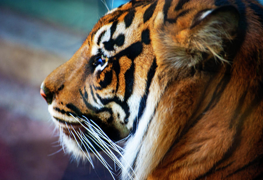 Tiger Portrait Photograph by Anthony Jones