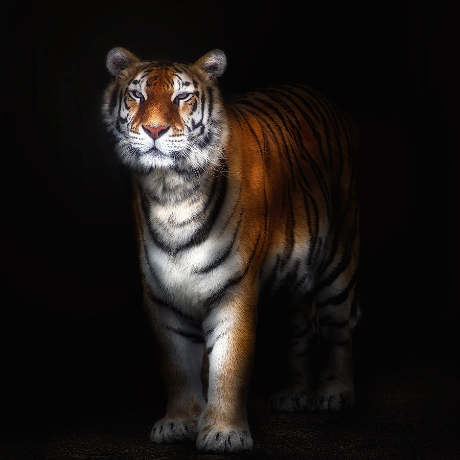 Tiger Portrait II Photograph by Santiago Pascual Buye