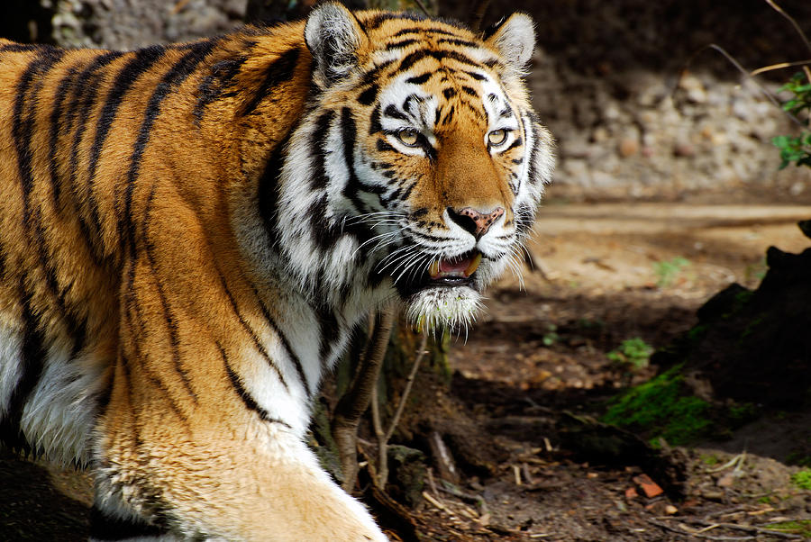 Tiger Portrait Photograph by Pixonaut