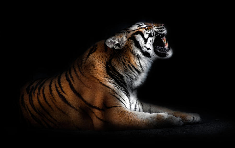 Tiger Photograph - Tiger Portrait by Santiago Pascual Buye