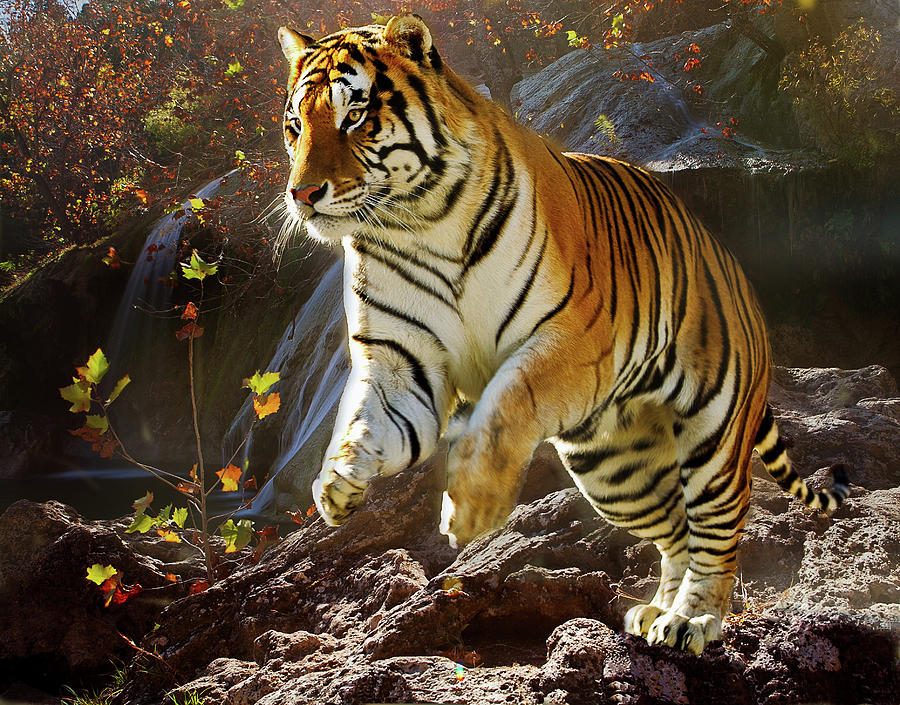Tiger Pounce Photograph by Todd Ryburn Photography