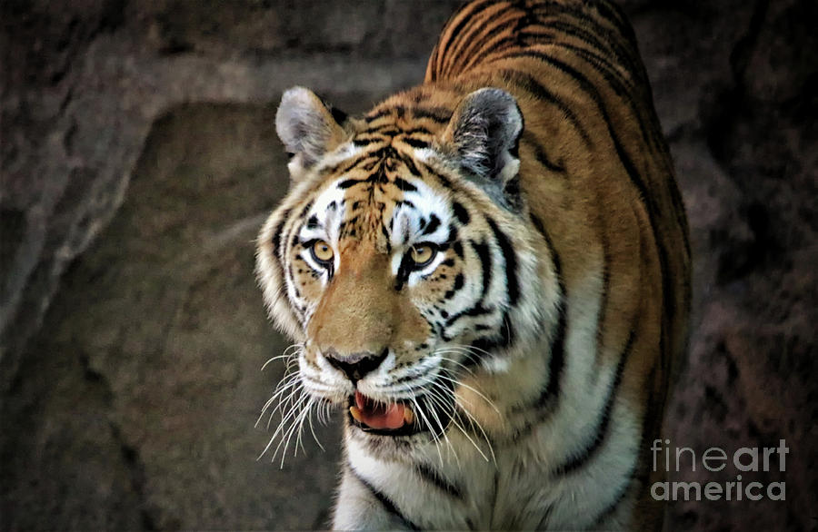 Tiger Print 2408 Photograph by Paulette Thomas | Fine Art America