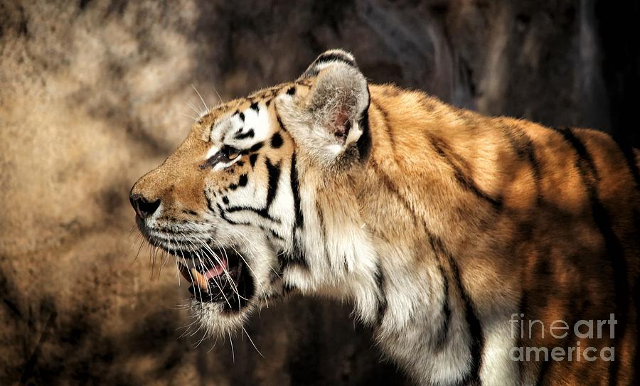 Nature Photograph - Tiger Print 2454 by Paulette Thomas