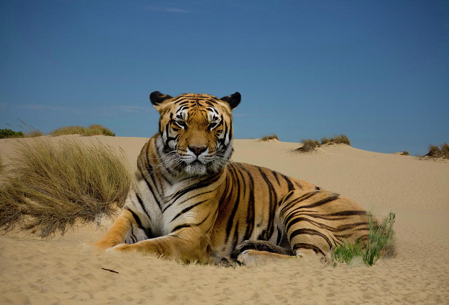 Tiger Photograph by Propiedad De Javier Rupérez [quenoteam]