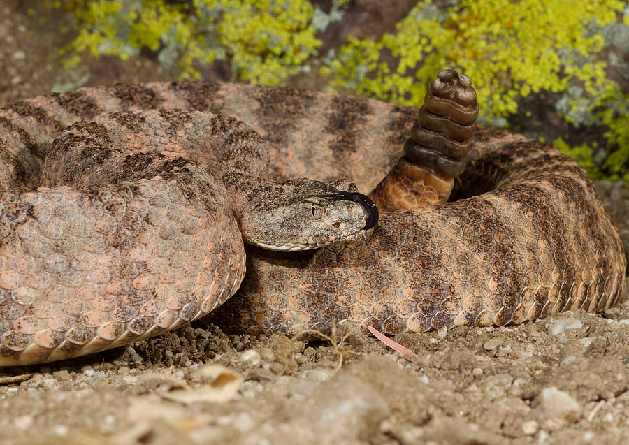 Tiger Rattlesnake Photograph by James Zipp