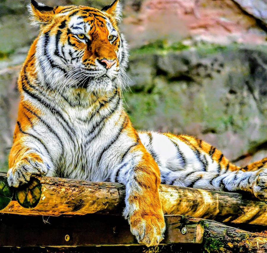 Tiger resting Photograph by Bruce Matczak - Fine Art America