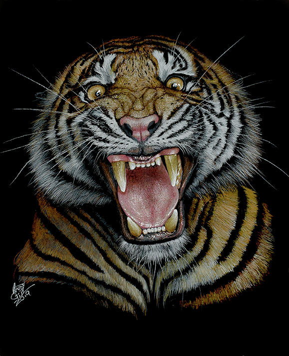 Tiger roar Drawing by Andy Gill