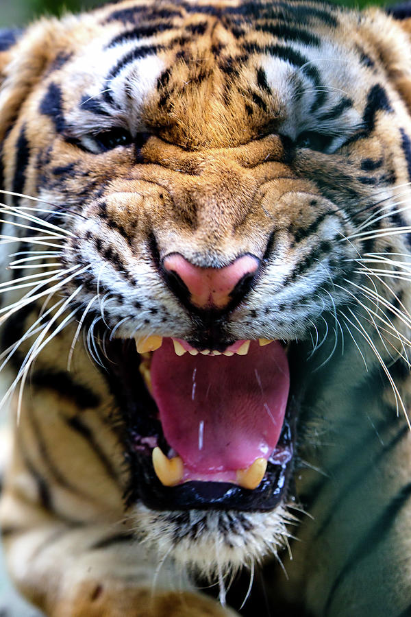 Tiger Roar Photograph by Danny Reardon Of Jomoboy Photography